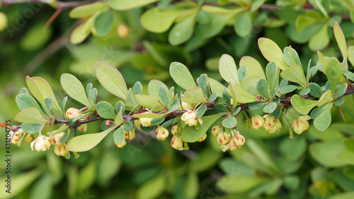 (Berberis vulgaris) Sauerdorn oder Berberitze. Dornige Zweige mit kleine ovale, dunkelgrünen Blätter mit roten Rändern bedeckt. Gelbe glockige hängenden Blüten mit rötlichen Flecken markiert