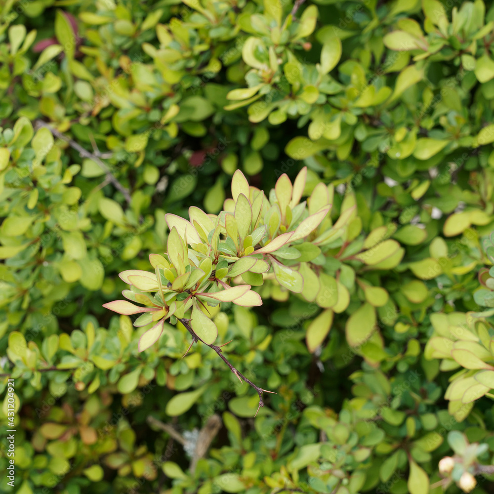 Gewöhnliche Berberitze | Sauerdorn | Berberis vulgaris
Gewöhnliche Berberitze | Sauerdorn | Berberis vulgaris