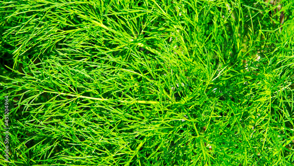 green grass background green grass background