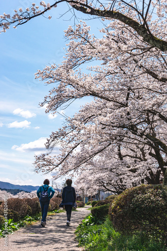 210406宮川緑地公園桜Z375  © 篤史 大田