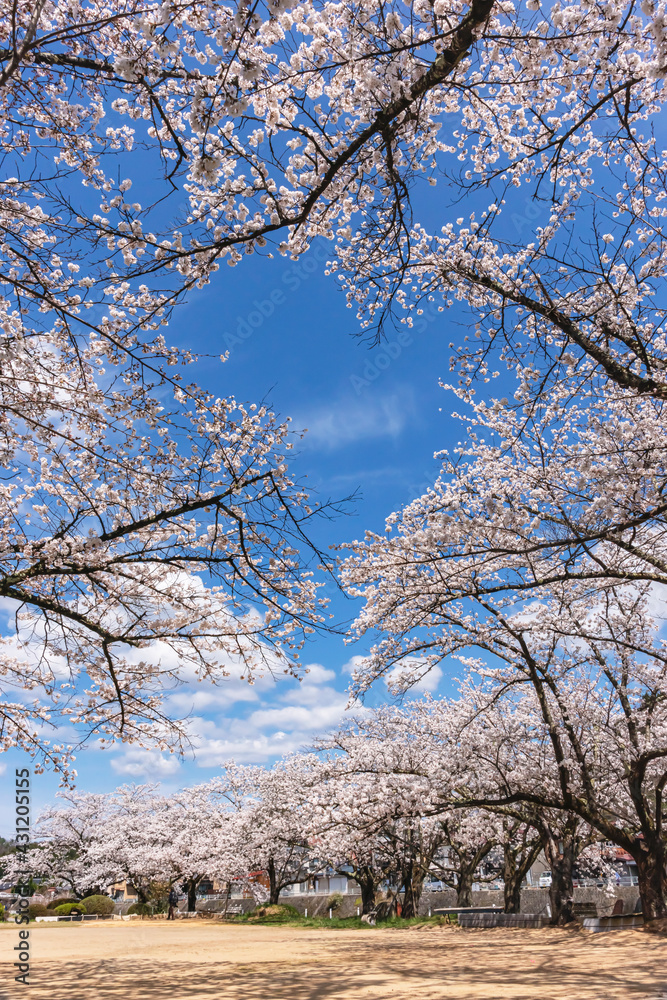 210406宮川緑地公園桜Z400
