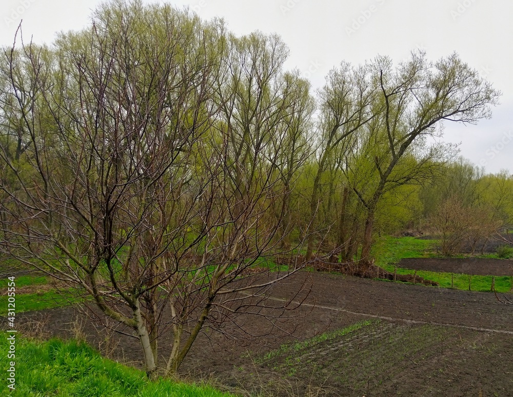 Obraz premium Spring rural landscape, spring in the park