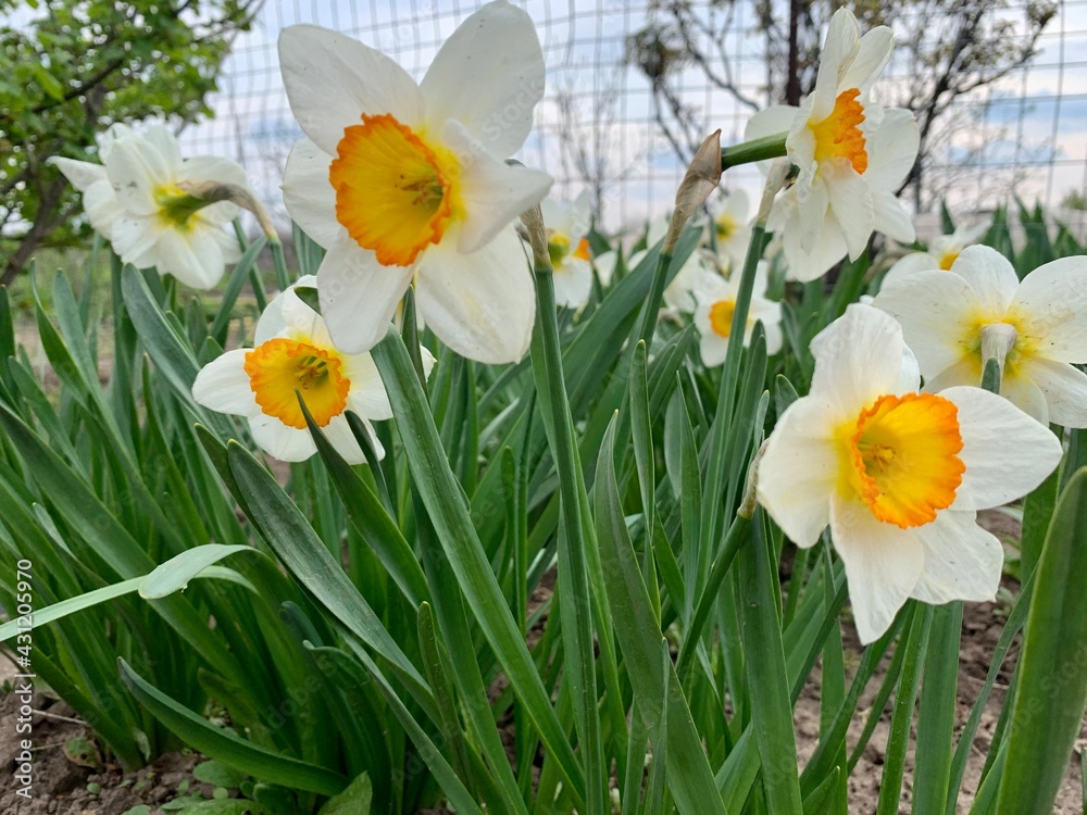 daffodils in spring