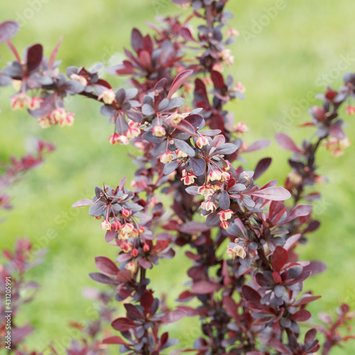 Berberis thunbergii Atropurpurea oder Rote Heckenberberitze 'Atropurpurea'. Dunkelrot leuchtende Schönheit mit gelbe Frühlingsblüten

