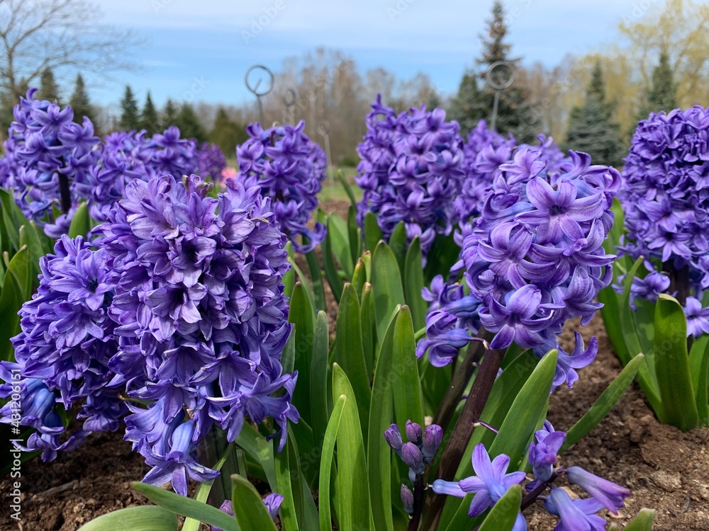 Obraz premium Light Blue Violet Hyacinth Flowers at Vilnius Botanical garden. Close up picture.