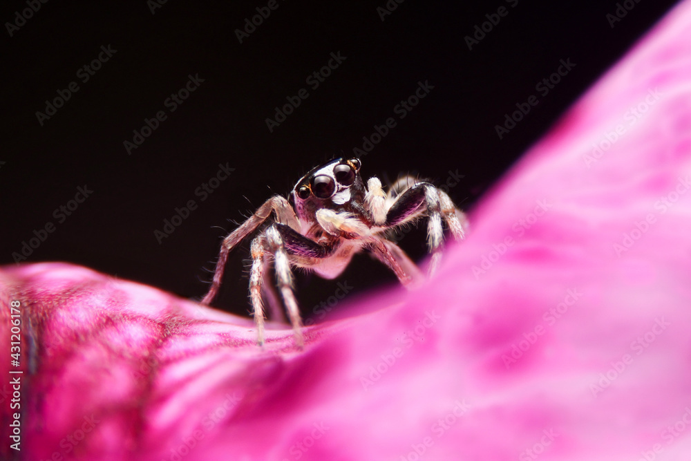 Obraz premium Jumping spider on pink flowers in the garden. Hyrus spider on flowers with black background.