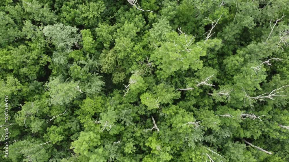 4K aerial flight over a beautiful green forest in a rural landscape
4K aerial flight over a beautiful green forest in a rural landscape