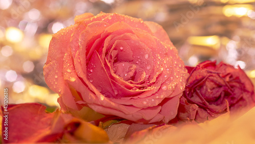 beautiful roses with raindrops staged in an artistic way.