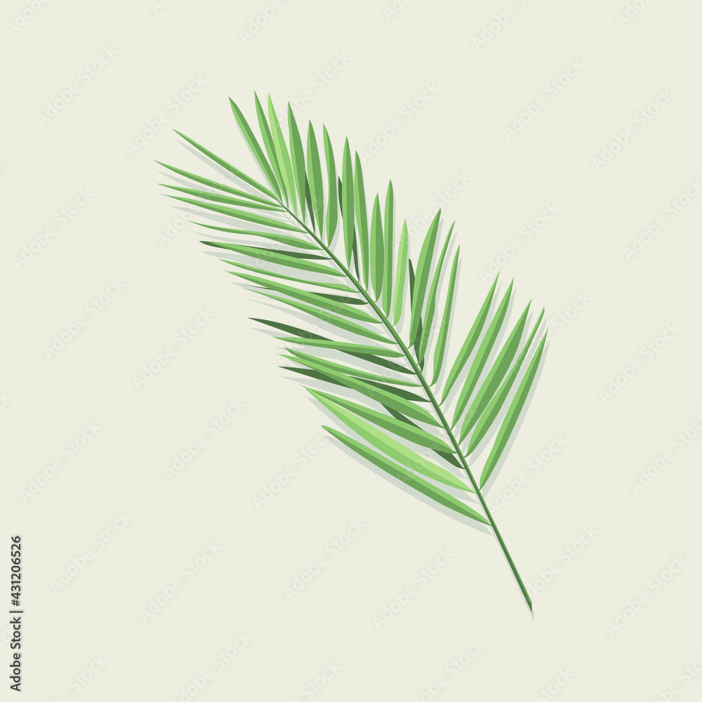 Palm leaf of light green color on a light background with a shadow