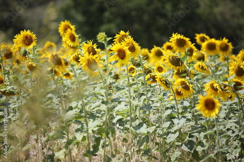 Champ de tournesols