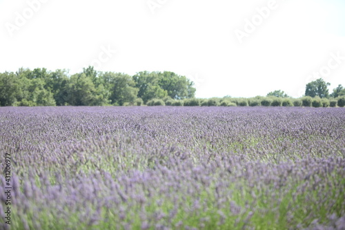 Valensole