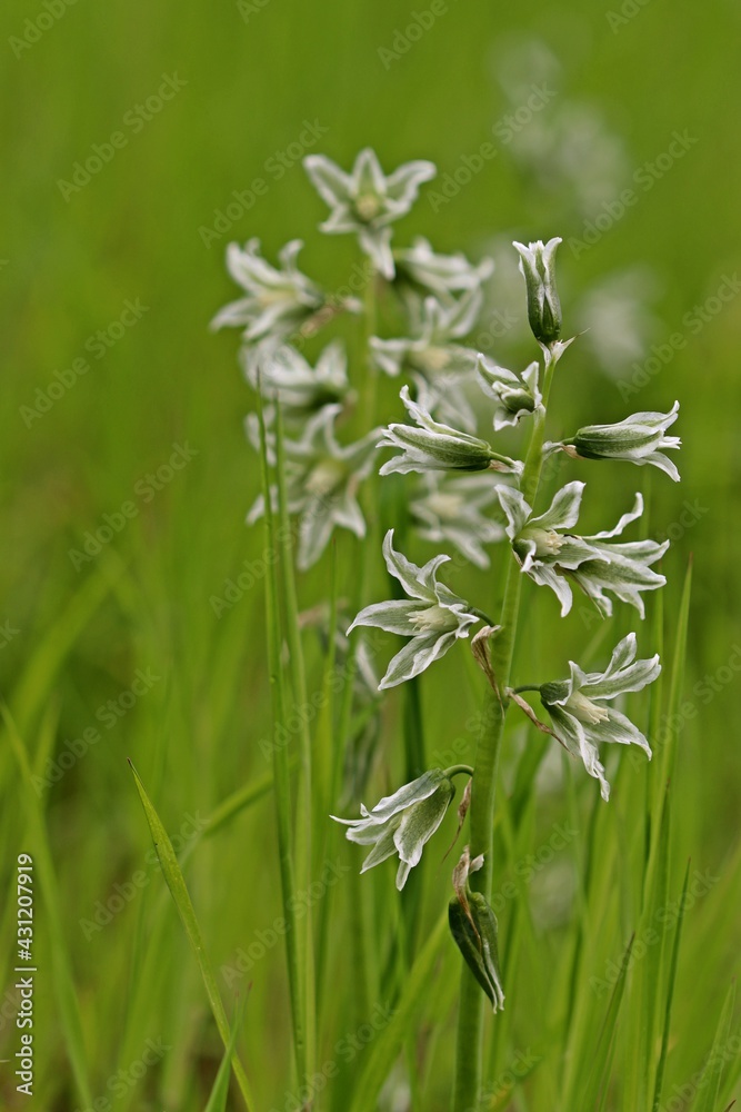 Nickender Milchstern (Ornithogalum nutans) Nickender Milchstern (Ornithogalum nutans)