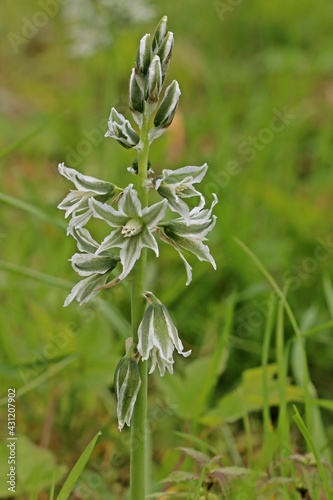 Nickender Milchstern (Ornithogalum nutans)