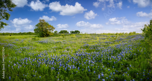 Serene Bluebonnet-filled Pasture in Rural North Texas photo