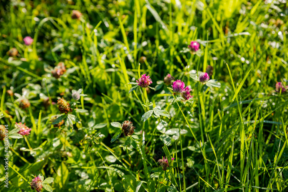Field of wild flowers and sunset.Meadow. Clover flowers growing on spring field. Abundance of blooming Bright pink clover closeup. Sun flare, nature Field of wild flowers and sunset.Meadow. Clover flowers growing on spring field. Abundance of blooming Bright pink clover closeup. Sun flare, nature