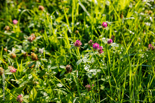 Field of wild flowers and sunset.Meadow. Clover flowers growing on spring field. Abundance of blooming Bright pink clover closeup. Sun flare, nature
