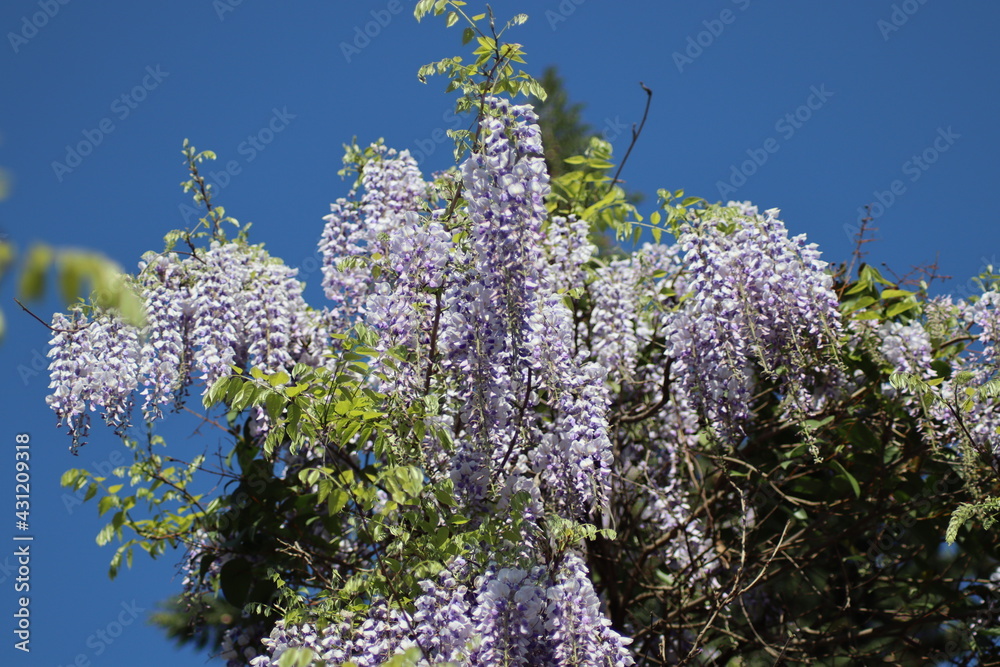 flowering wisteria on a tree