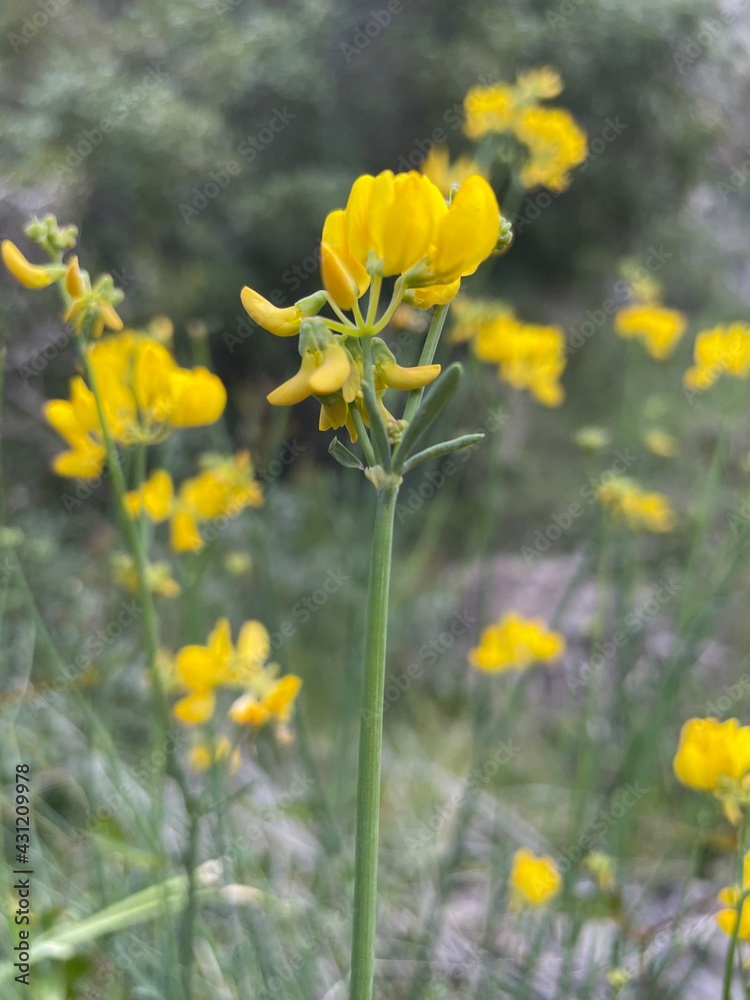Fototapeta premium Amarillo vivo
