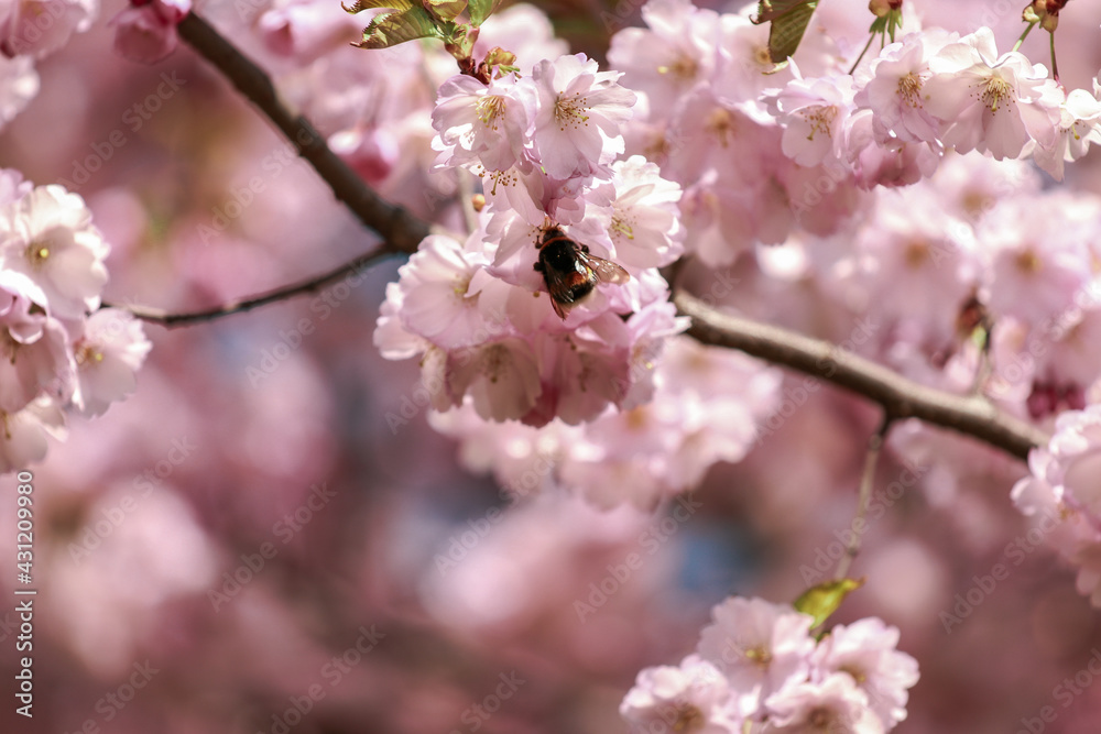 blossom,Japanese cherry blossoms, sakura, walks in the city park. blossom,Japanese cherry blossoms, sakura, walks in the city park.
