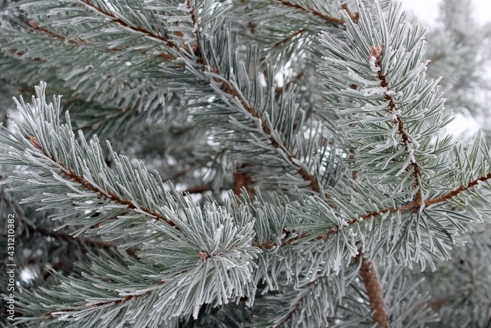 Beautiful Frost on Pine Needles