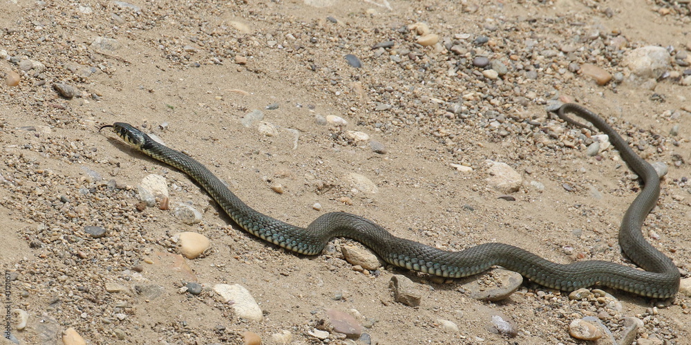 Aesculapian snake, (Zamenis longissimus) on sand background Aesculapian snake, (Zamenis longissimus) on sand background