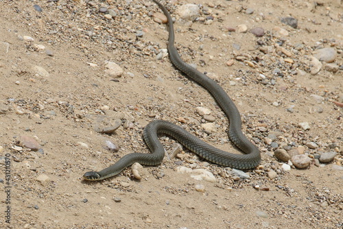 Aesculapian snake, (Zamenis longissimus) on sand background 