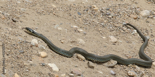 Aesculapian snake, (Zamenis longissimus) on sand background 