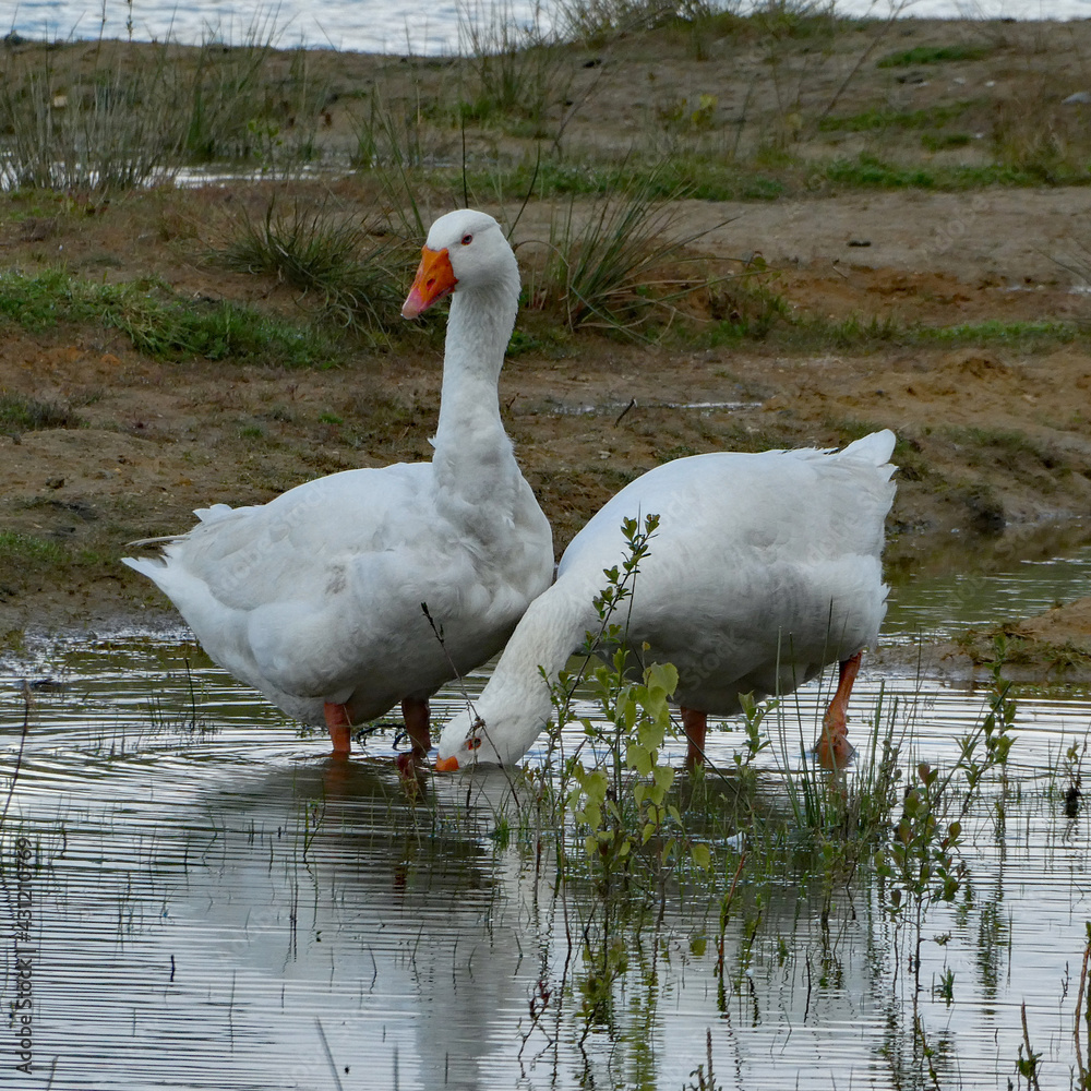 Fototapeta premium Two geese grazing in shallow water. Sand area with grass behind them. Germany