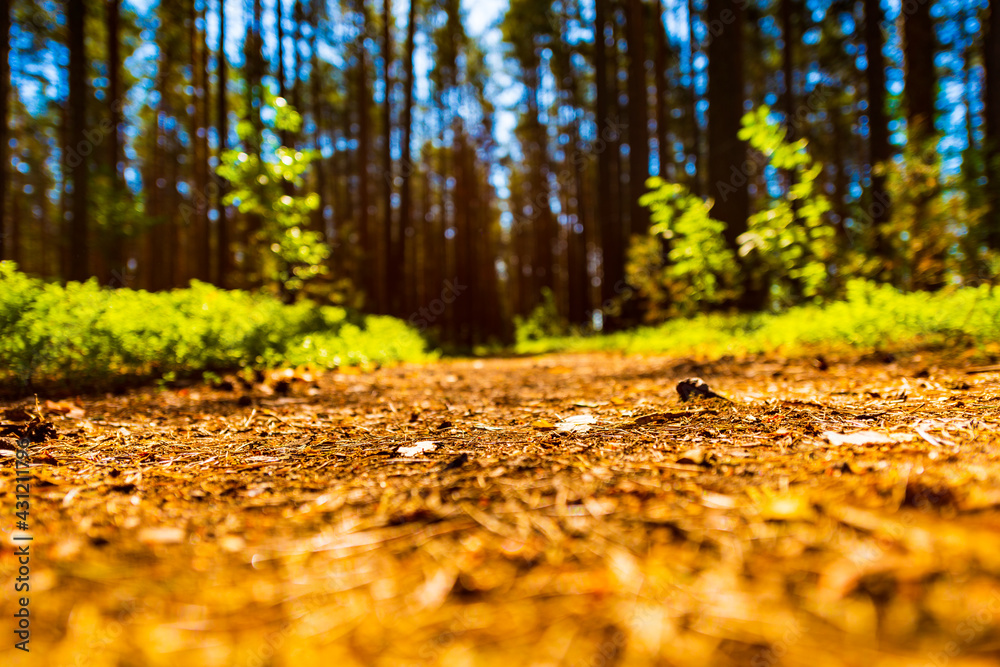 In the summer pine forest. Close up view from the level of the path. Beautiful nature. Path in the forest. Russia, Europe. In the summer pine forest. Close up view from the level of the path. Beautiful nature. Path in the forest. Russia, Europe.