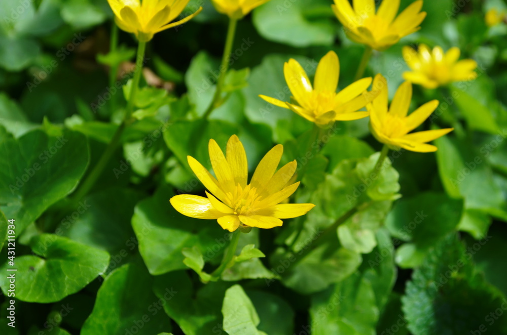 Yellow wild flowers Lesser celandine. Ranunculus ficaria. Ficaria grandiflora Yellow wild flowers Lesser celandine. Ranunculus ficaria. Ficaria grandiflora