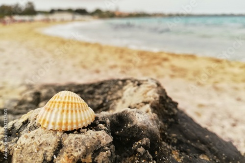 seashell on the beach