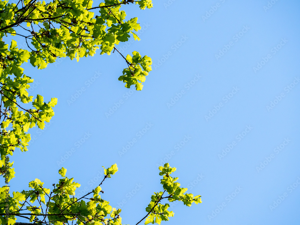 Spring branch and foliage against blue sky - free place to copy text - copy space Spring branch and foliage against blue sky - free place to copy text - copy space
