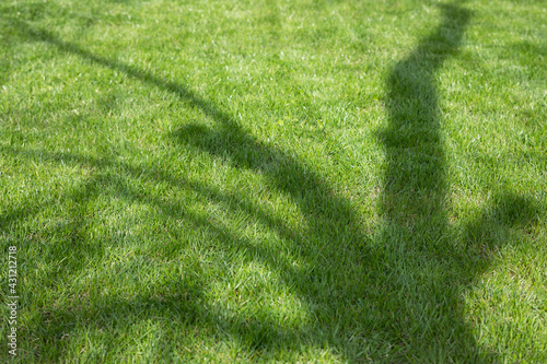 green lawn under trees