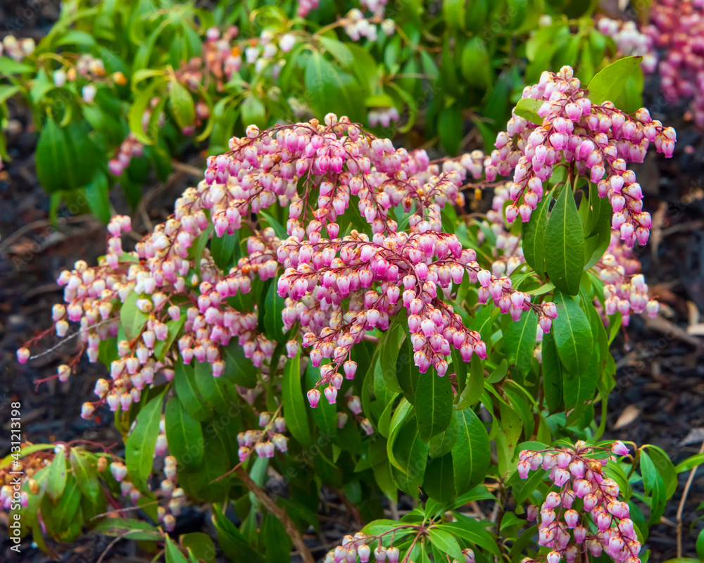 Obraz premium Katsura Japanese Andromeda flowers