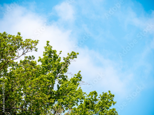 Spring branch and foliage against blue sky and clouds - free place to copy text - copy space