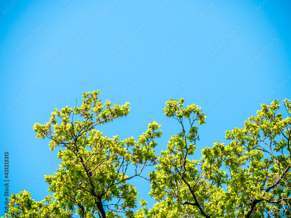 Spring branch and foliage against blue sky - free place to copy text - copy space Spring branch and foliage against blue sky - free place to copy text - copy space