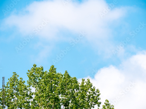 Spring branch and foliage against blue sky and clouds - free place to copy text - copy space