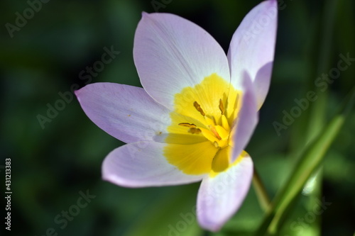 Blüte einer wilden Tulpe