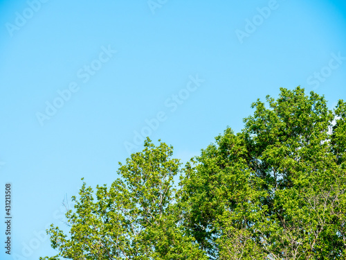Spring branch and foliage against blue sky - free place to copy text - copy space