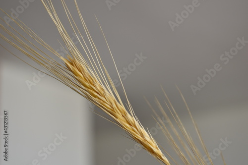 Barley stalk inside decor 
