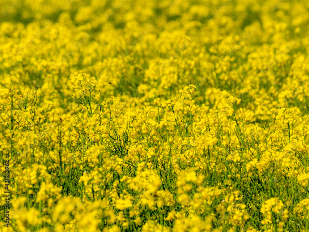 Close-up on yellow rapeseed flowers in a field - focus and depth of field blur - biofuel and alternative green energy