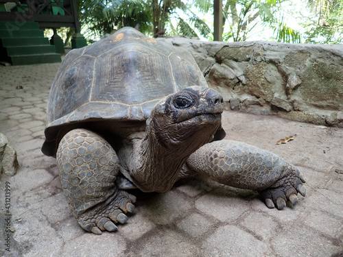 tortue géante