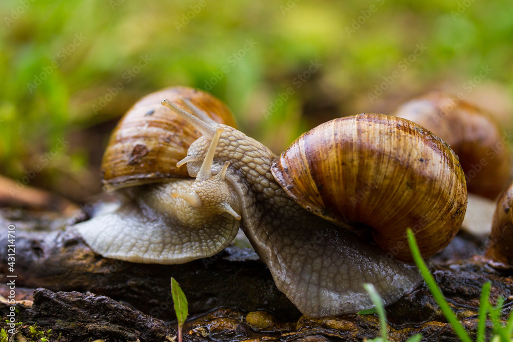 Escargot, edibel snail from Europe. Group of snails in nature. Escargot, edibel snail from Europe. Group of snails in nature.