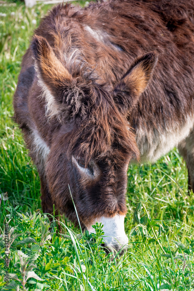 Close-up of a donkey grazing in the green meadows of Asturias.The photo was taken using a mixture of natural and artificial light.The photo is taken in vertical format. Close-up of a donkey grazing in the green meadows of Asturias.The photo was taken using a mixture of natural and artificial light.The photo is taken in vertical format.