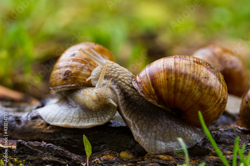 Escargot, edibel snail from Europe. Group of snails in nature.
