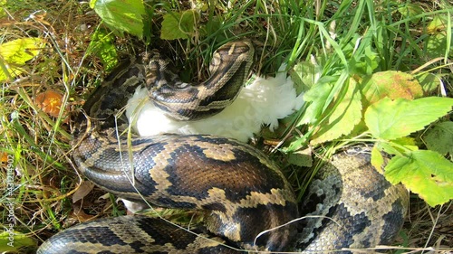Close-up of a large spotted python snake in the grass, swallowing its prey. Boa constrictor wants to eat chicken. The largest snake in the wild.
