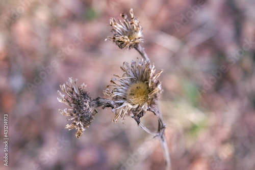 Dry thistle flowers with prickly leaves, closeup.Decorative plant from nature. Bright blurred background. © Anatoliy