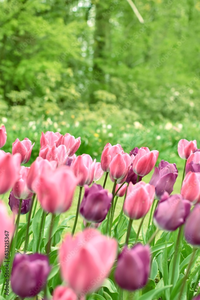 Fototapeta premium Fields of pink tulips