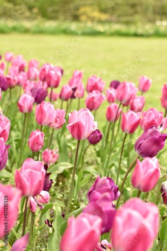 Fields of pink tulips