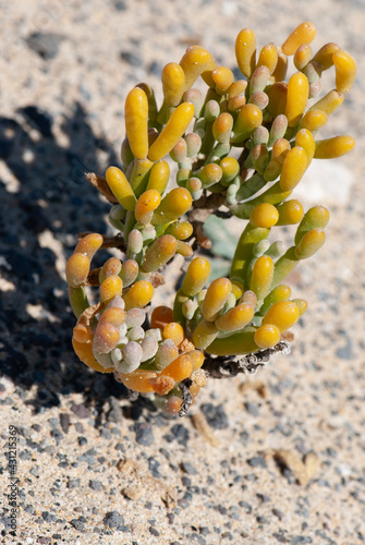 Close-up small bush of green yellow zygophyllum with sub-cylindrical or curved leaves fontanesii in naturpark of Jandia on deserted island Fuerteventura photo